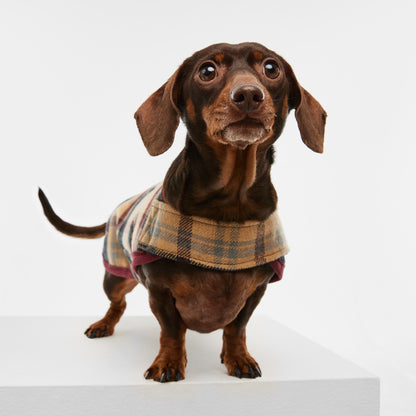 Dachshund Dog Coat Highland Plaid