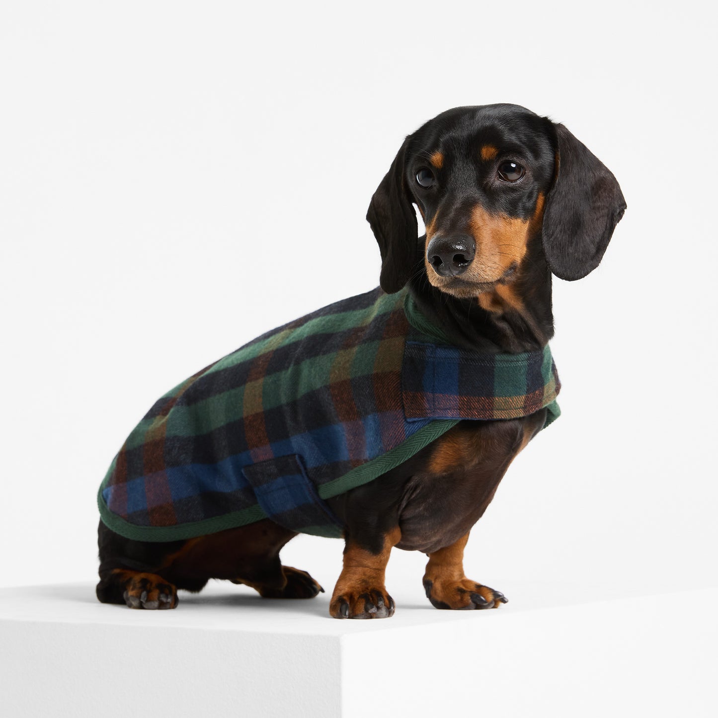 Dachshund Dog Coat Hinterland
