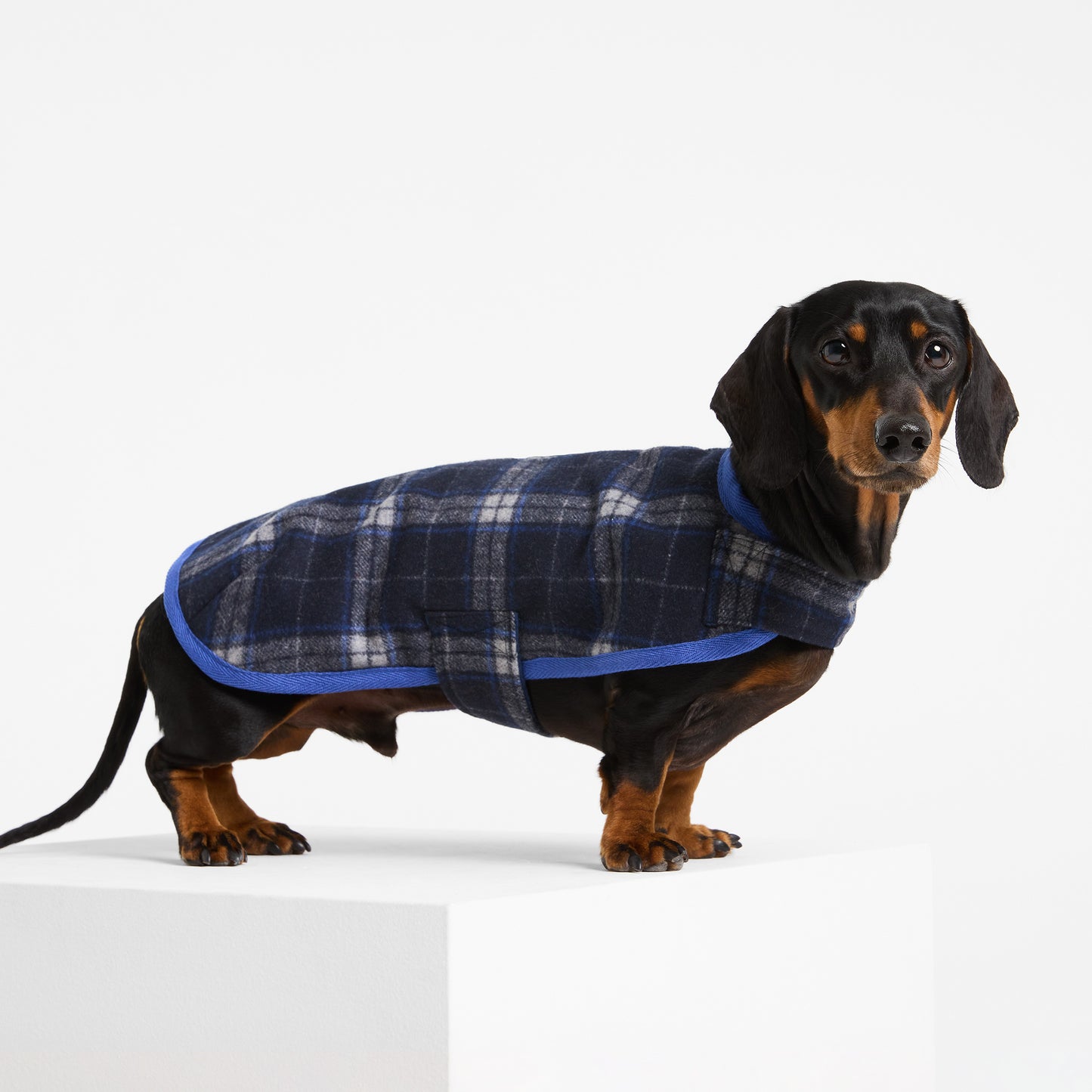 Dachshund Dog Coat Trentham