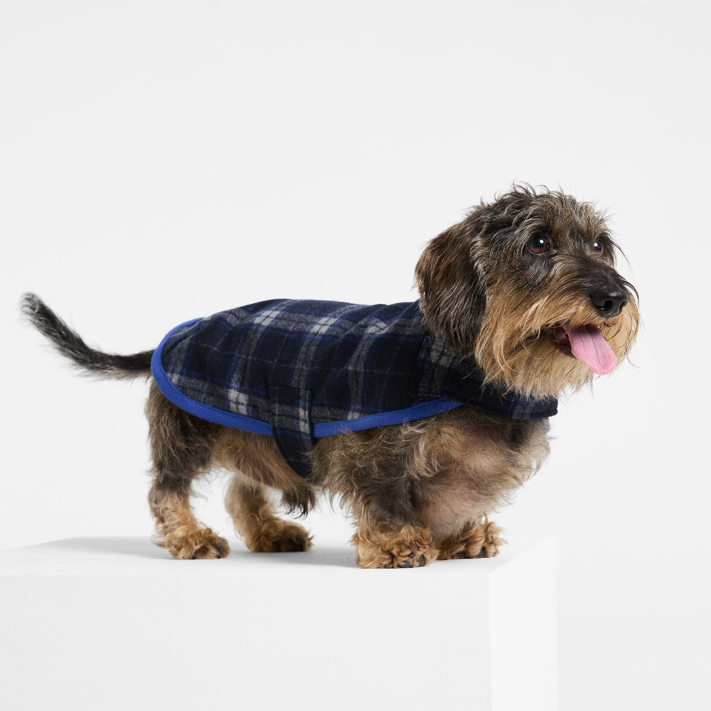 Dachshund Dog Coat Trentham