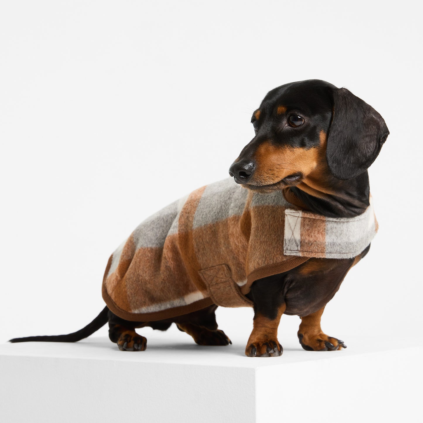 Dachshund Dog Coat Wallaby