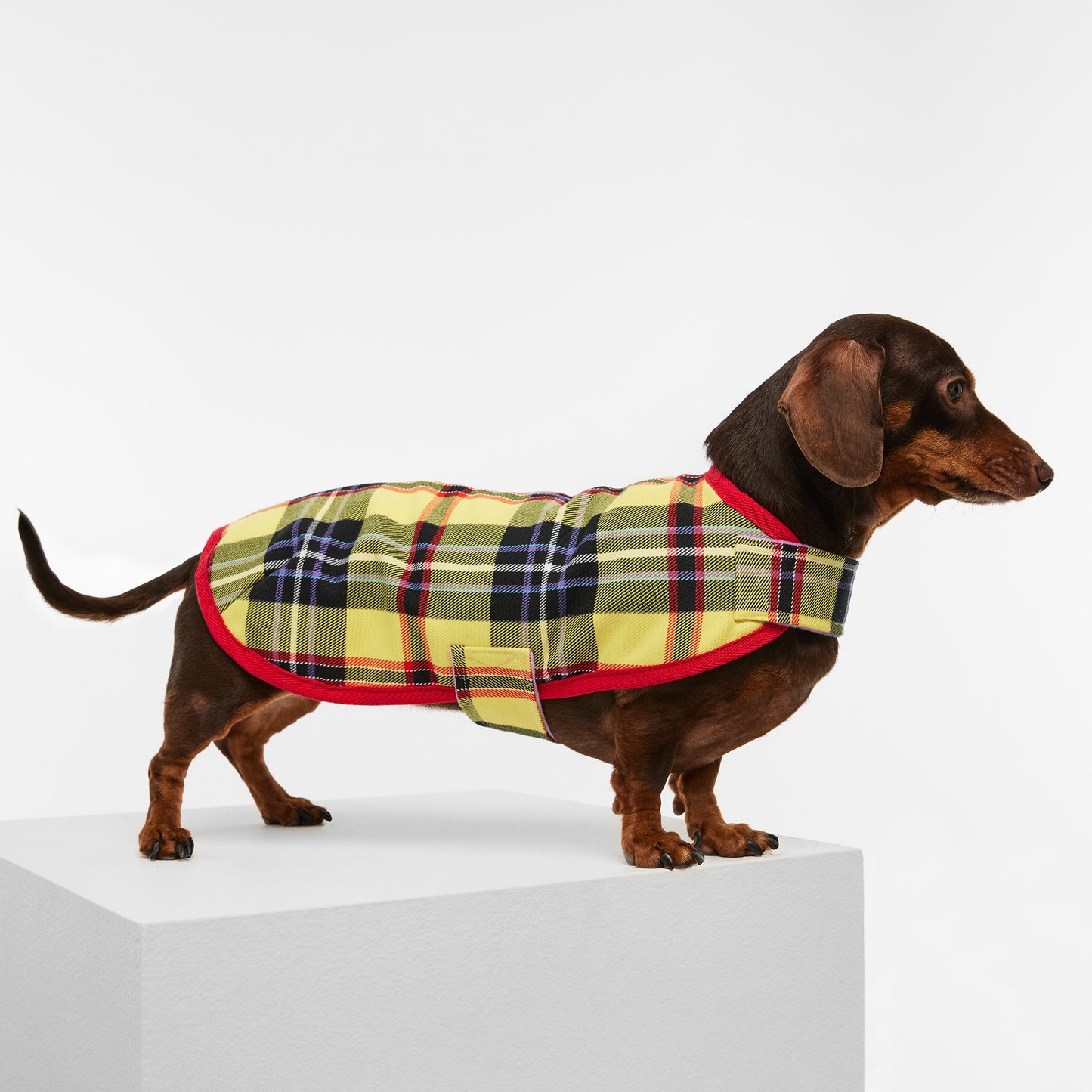 Dachshund Dog Jacket Tartan Yellow