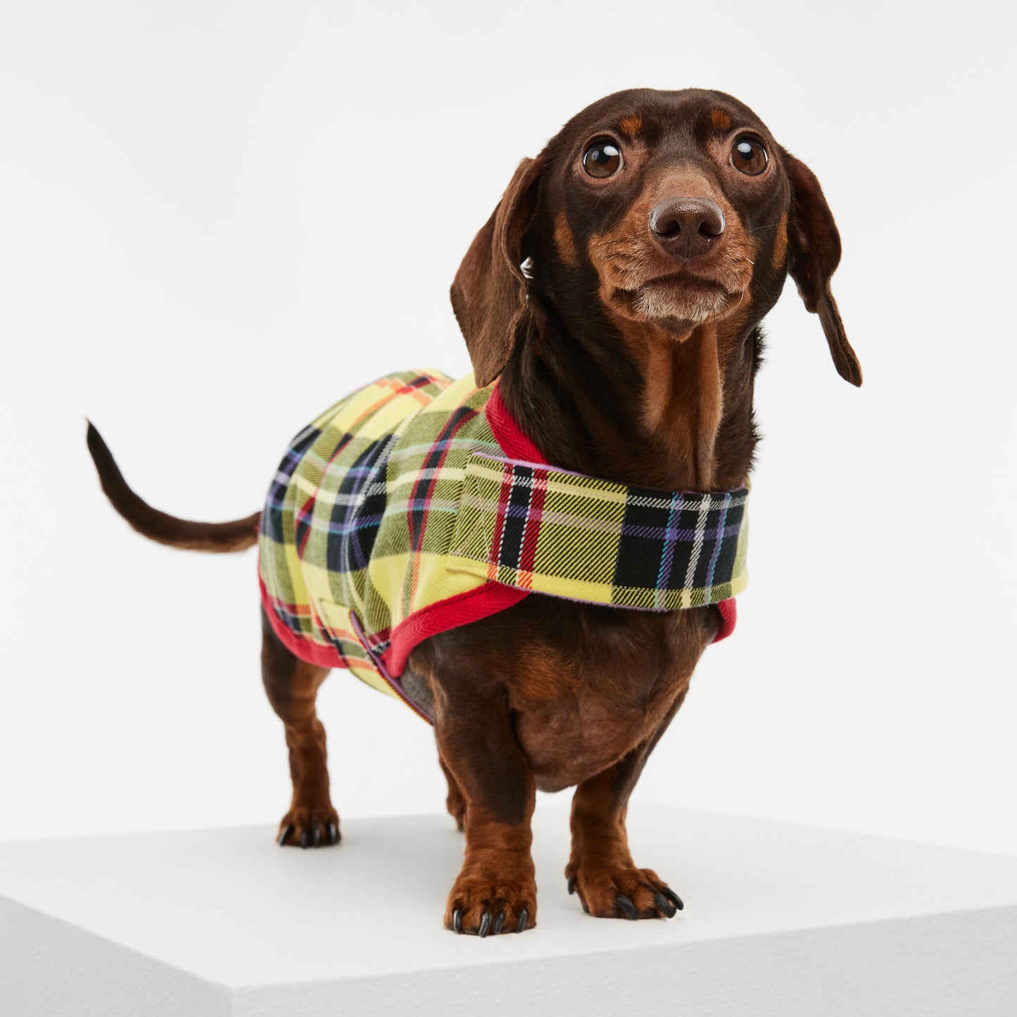 Dachshund Dog Jacket Tartan Yellow