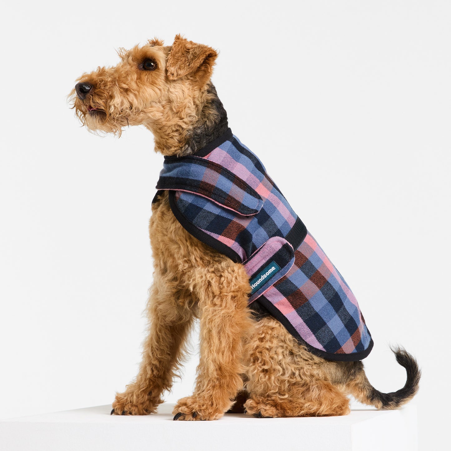 Welsh Terrier wearing Galah Duncan Sportcoat on a white background
