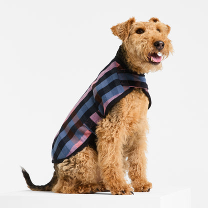 Welsh Terrier wearing Galah Duncan Sportcoat on a white background