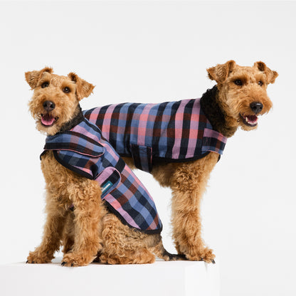 Two WelshTerriers wearing Galah Duncan Sportcoats coats on a white background