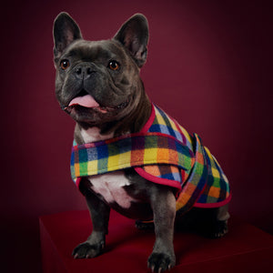 Frenchie Fit Duncan Dog Sportcoat in Grevillea Check with Pink Trim