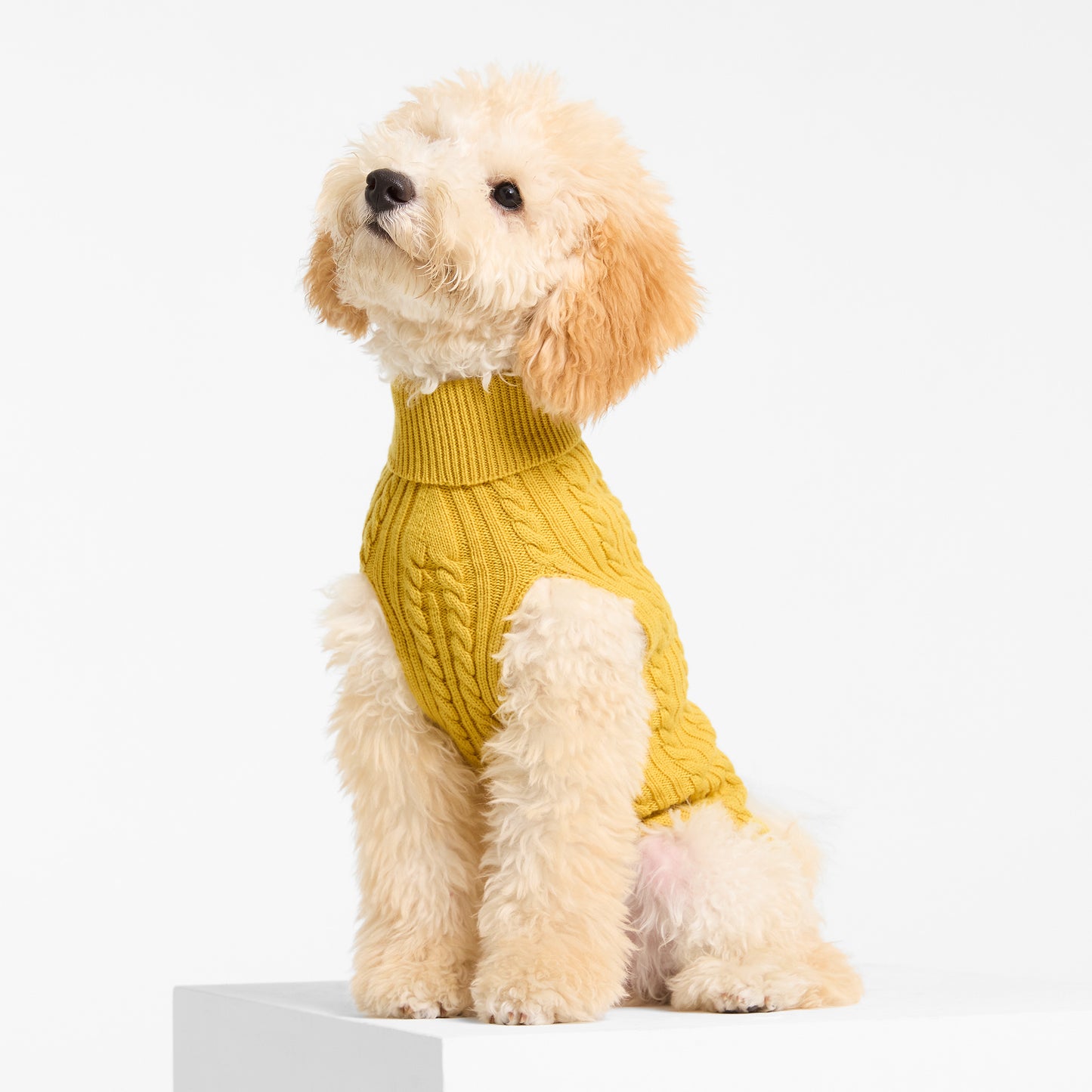 Dog Sweater Billy Button