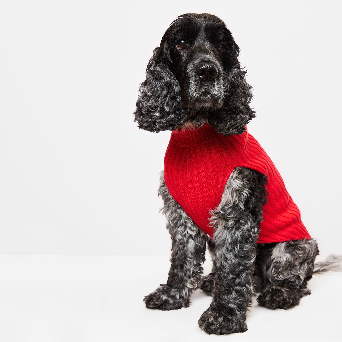 Dog Sweater Callistemon