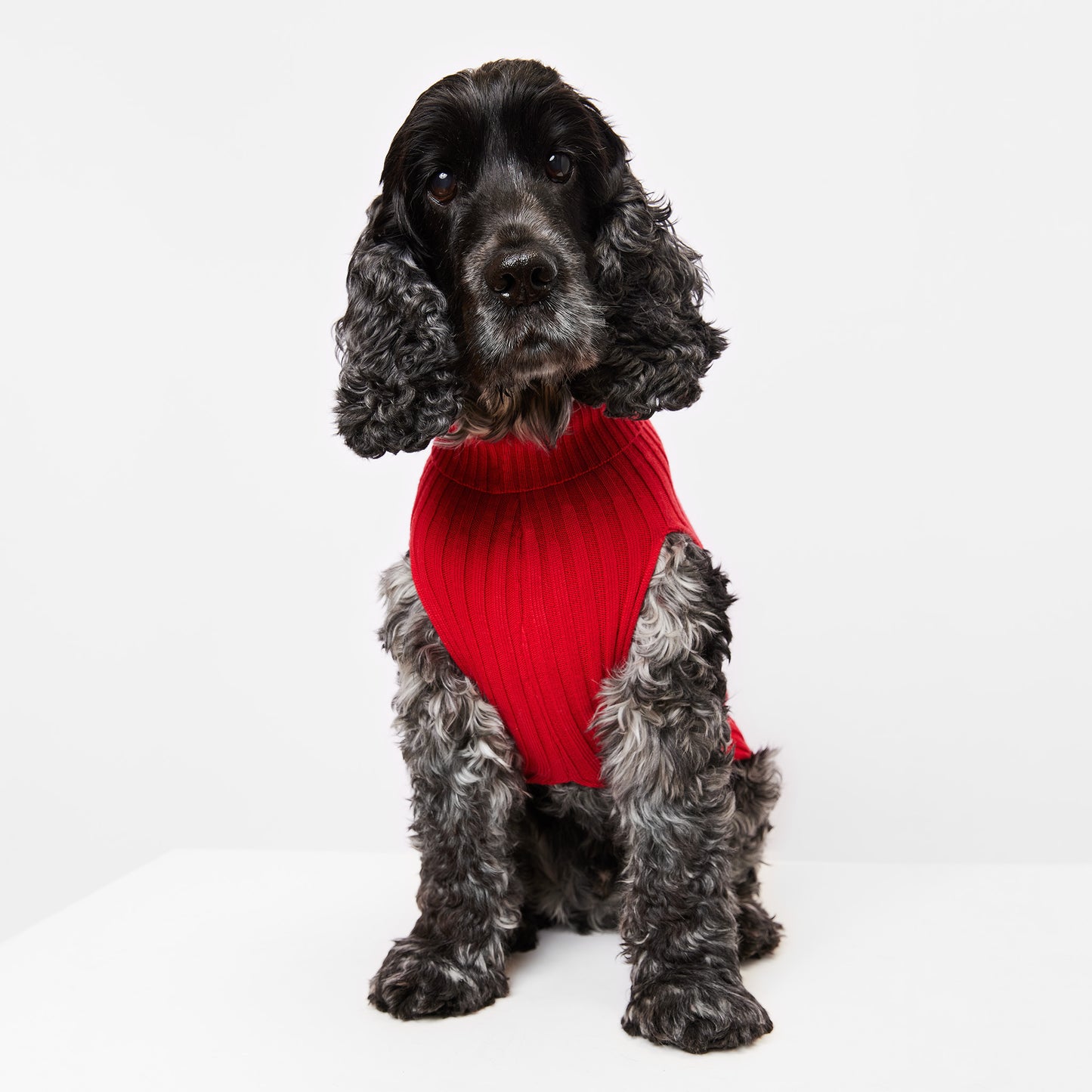 Dog Sweater Callistemon