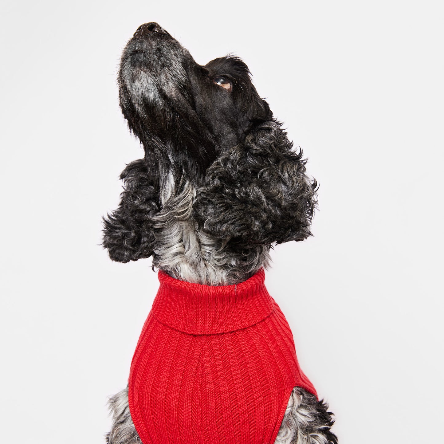 Dog Sweater Callistemon