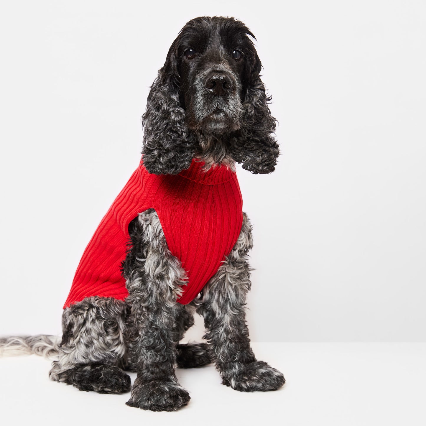 Dog Sweater Callistemon