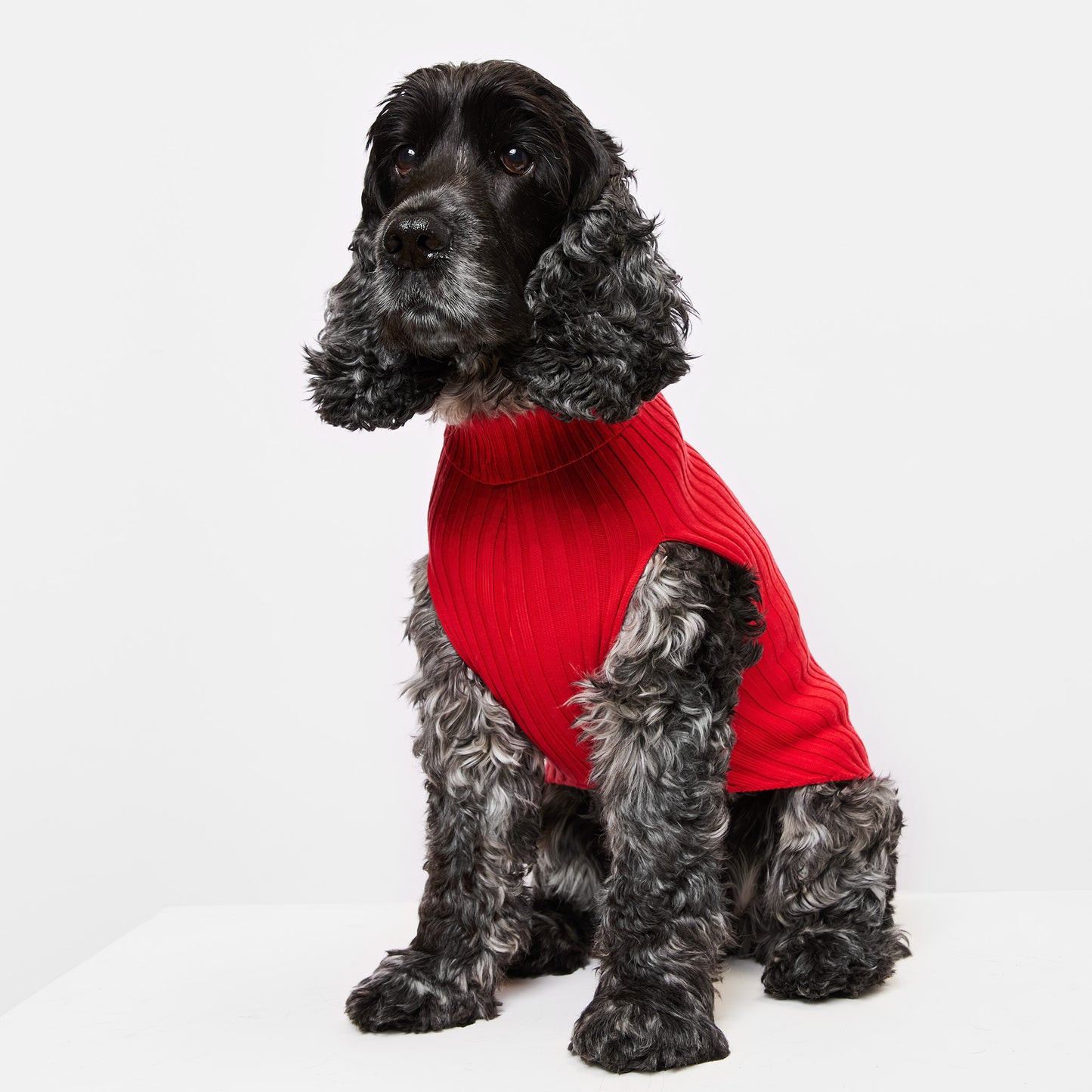 Dog Sweater Callistemon