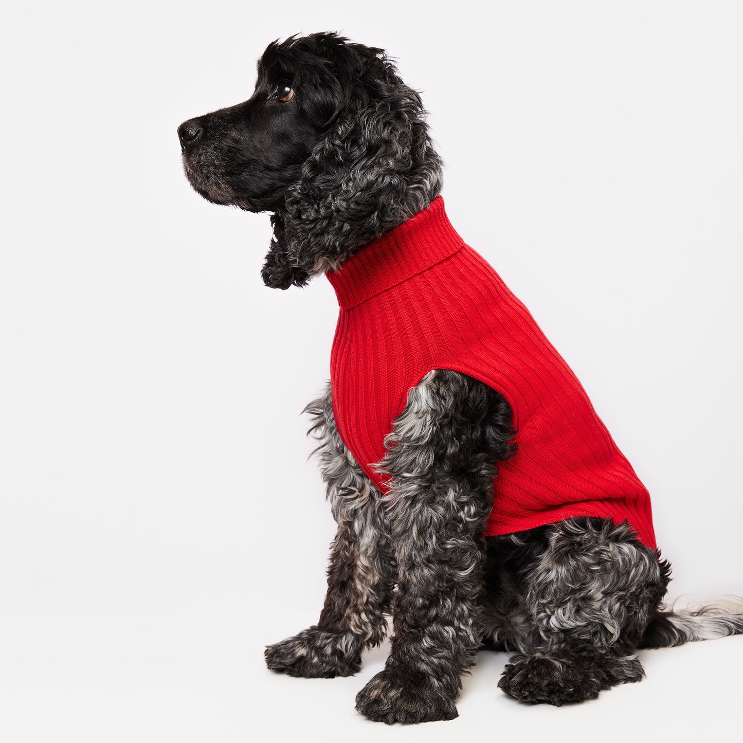 Dog Sweater Callistemon