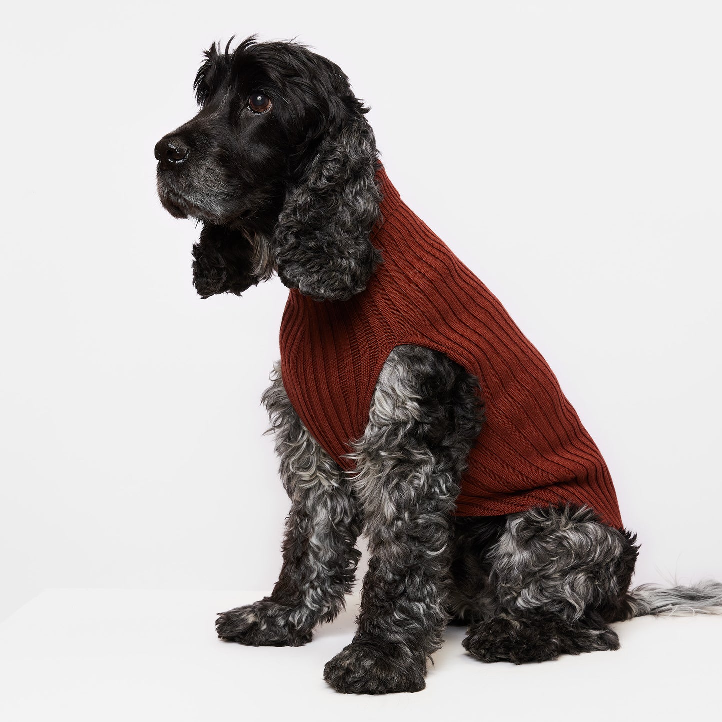 Dog wearing a brown sweater on a white background