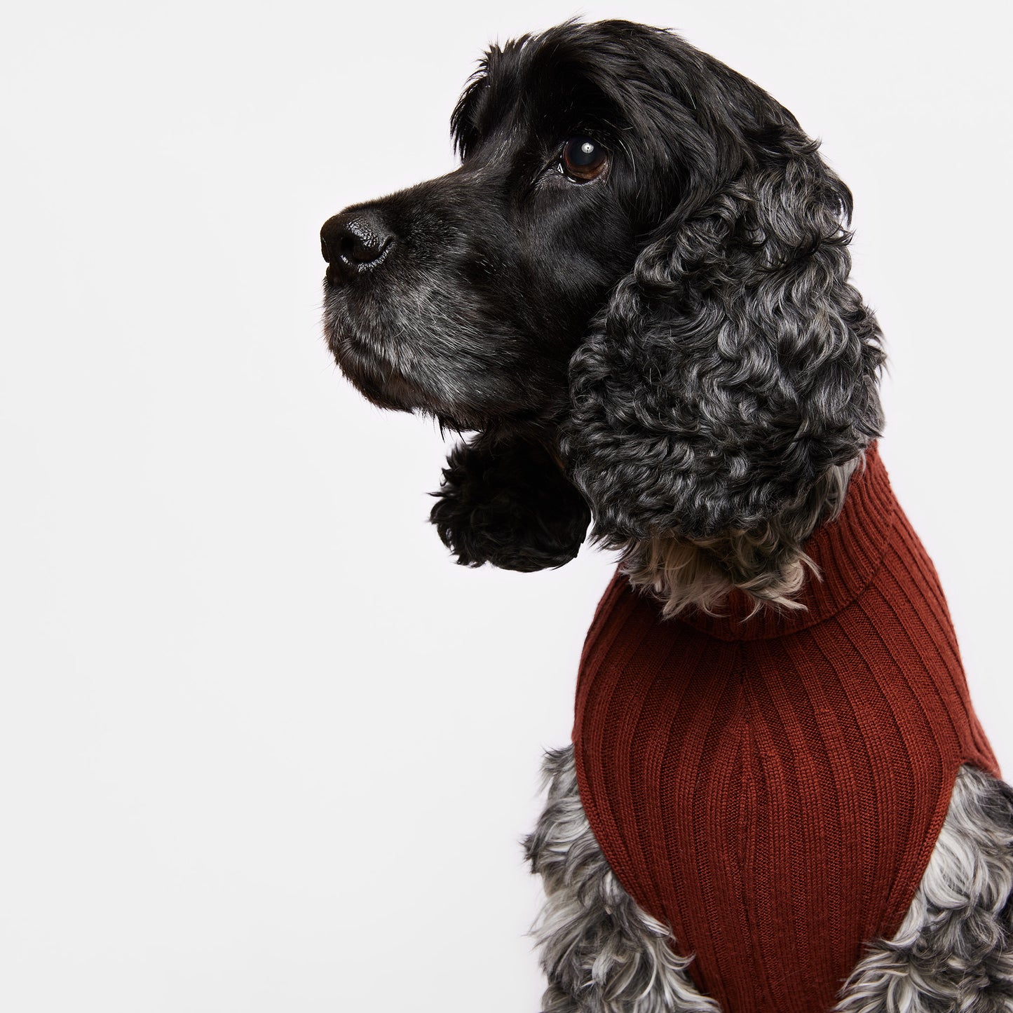 Dog Sweater Tussock
