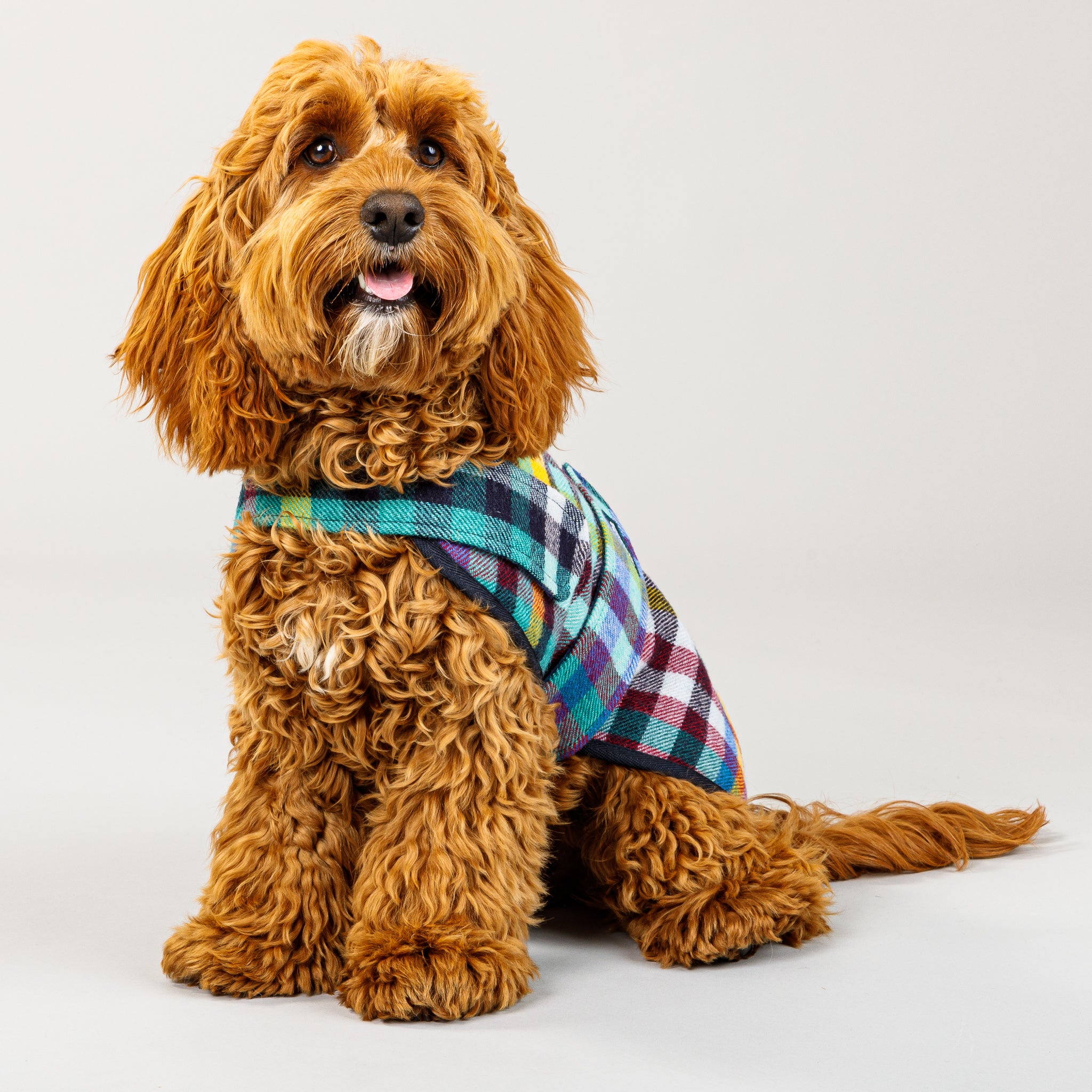 Duncan Dog Sportcoat in Banksia Check