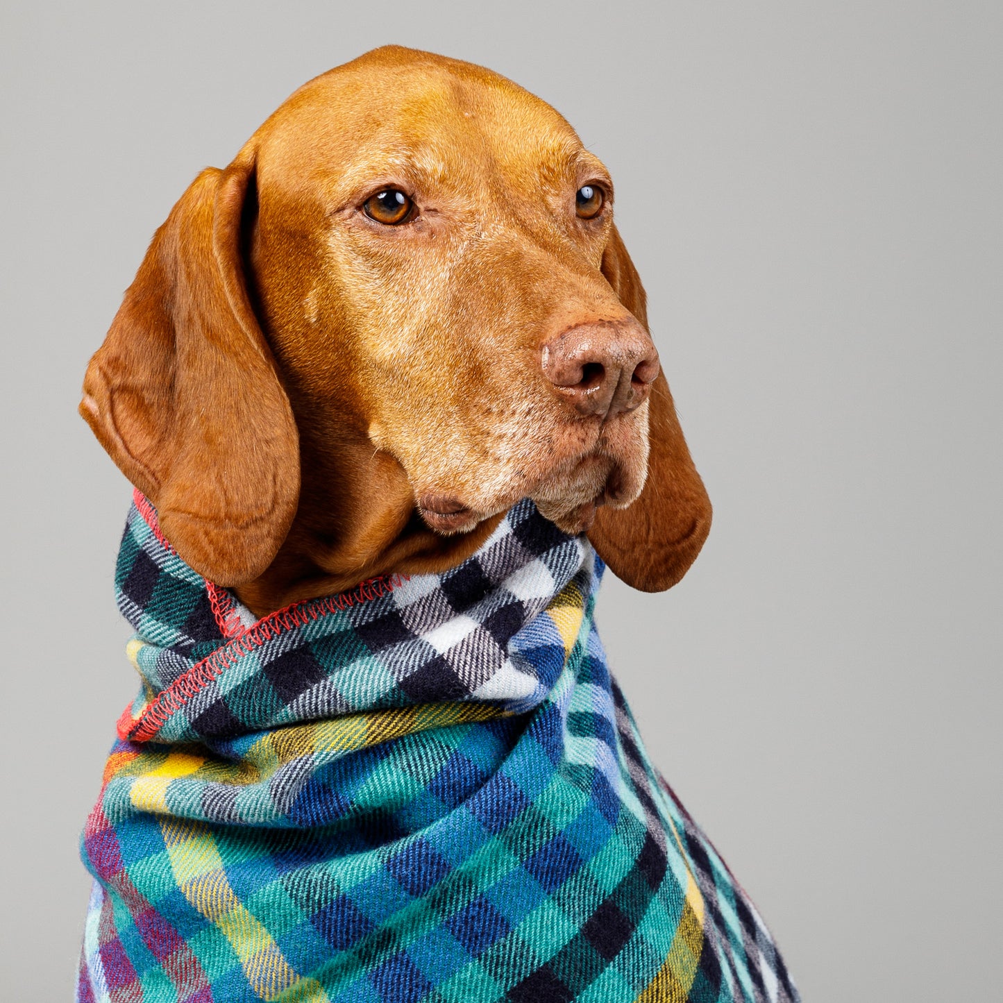 Dog Blanket Banksia