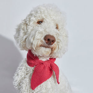 Houndsome Australian made Cerise pink medium hand-knitted Australian pure wool dog scarf worn on groodle