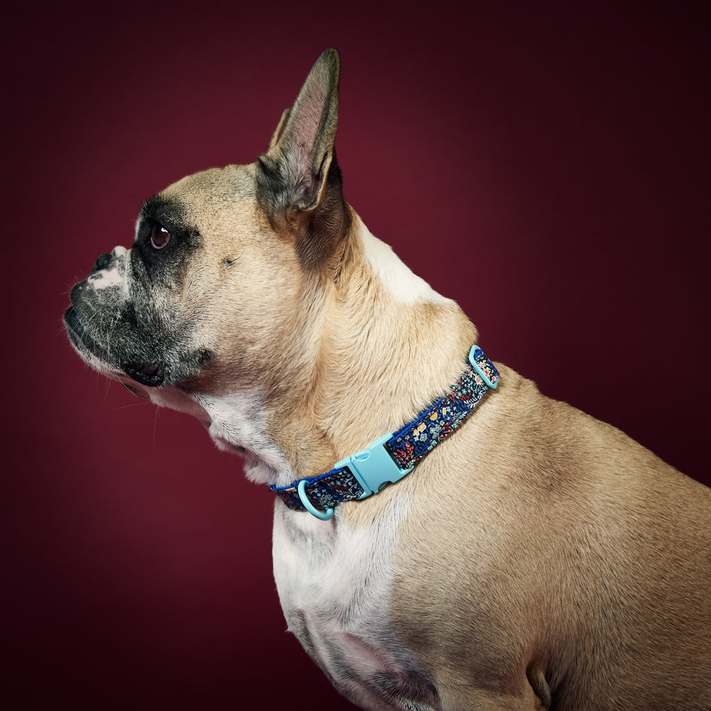 Dog Collar Birdie Liberty