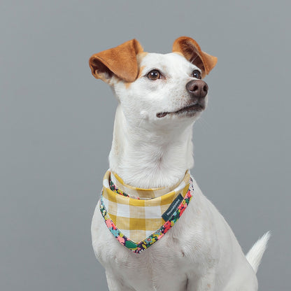 Dog Cravat Citrine Gingham Flora