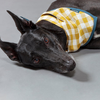 Dog Cravat Citrine Gingham Teal