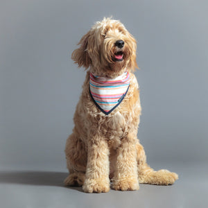 Dog Cravat Multi-Stripe with Ink Navy Trim