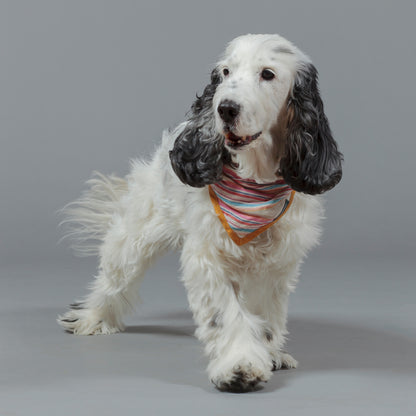 Dog Cravat Multi-Stripe Mustard