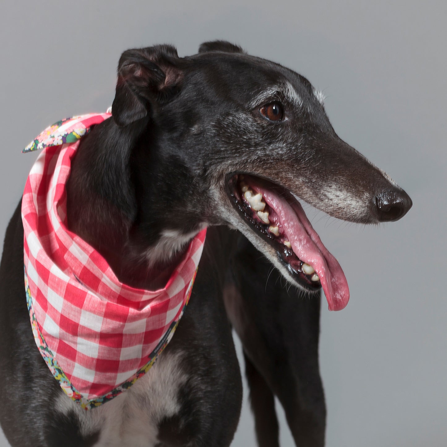 Dog Cravat Red Gingham Flora