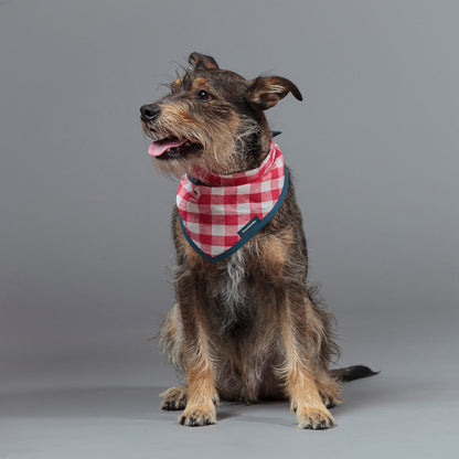 Dog Cravat Red Gingham Teal