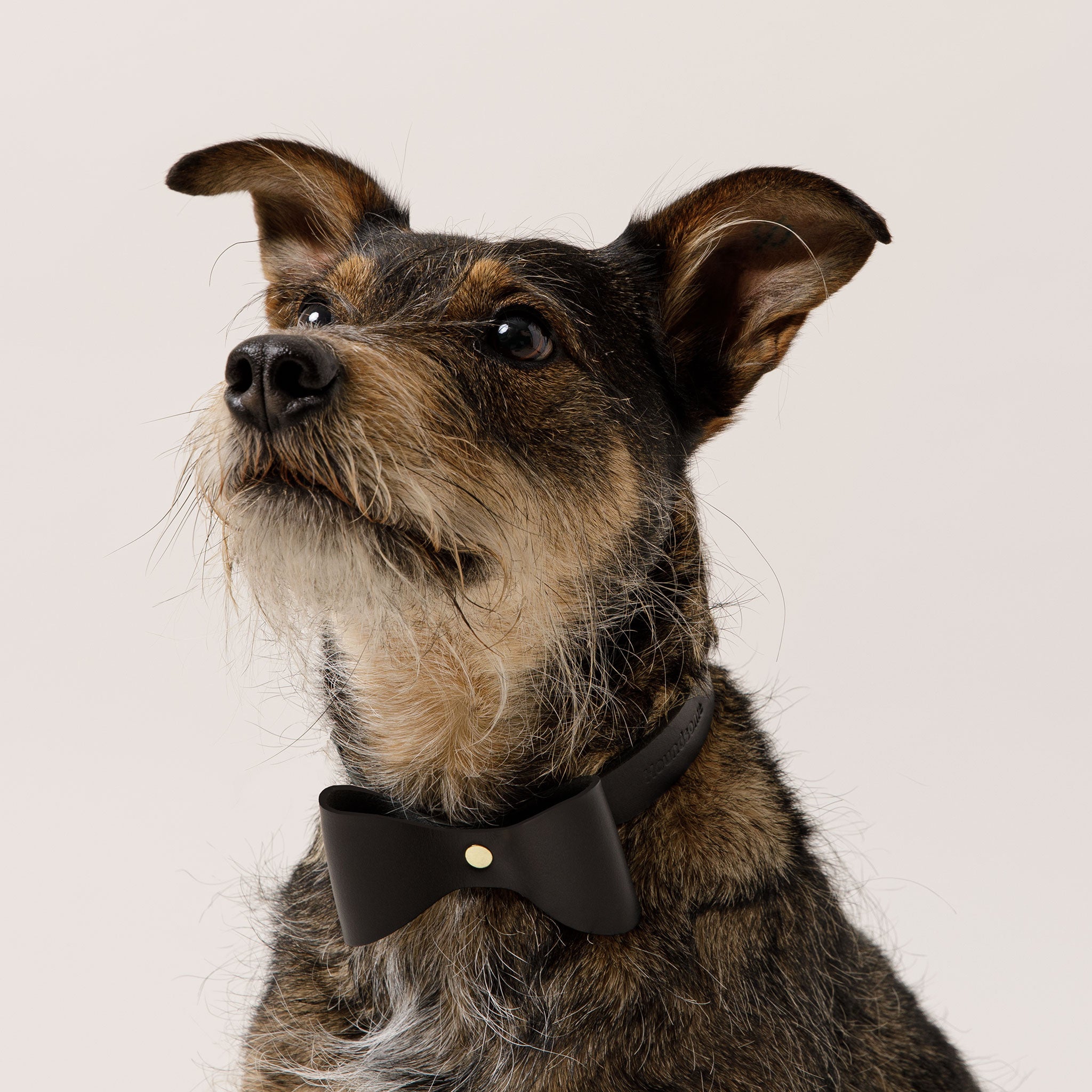 Brocky Leather Bow Dog Collar in Black
