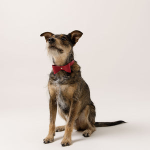 Brocky Leather Dog Bow Collar in Red