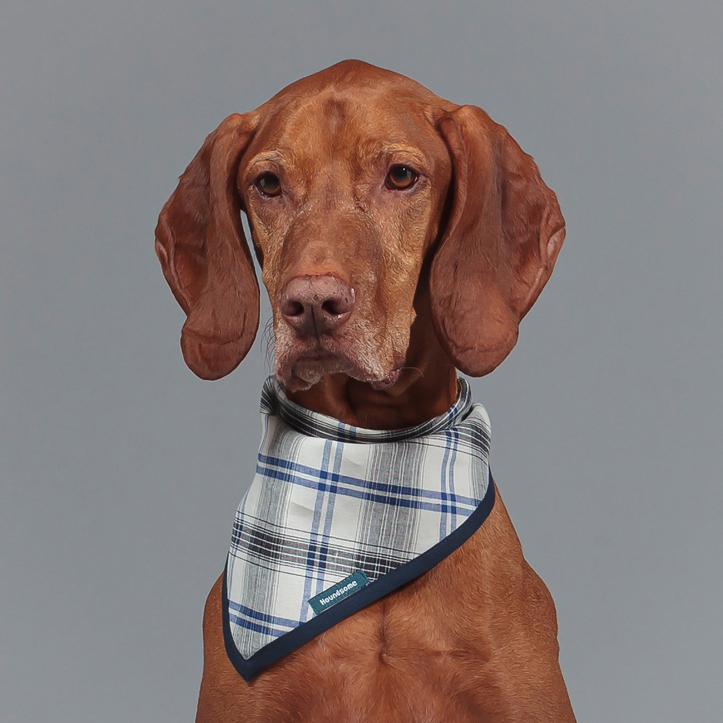 Dog Cravat Plaid Navy